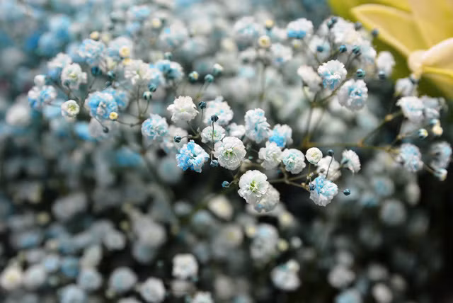 Thị trường quà tặng 20/10: Xuất hiện nhiều loại hoa có tên... “lạ hoắc“ ảnh 5