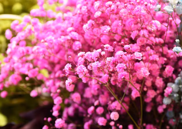 Các loại hoa đồng nội đang là “mốt” chơi hoa mới năm nay.