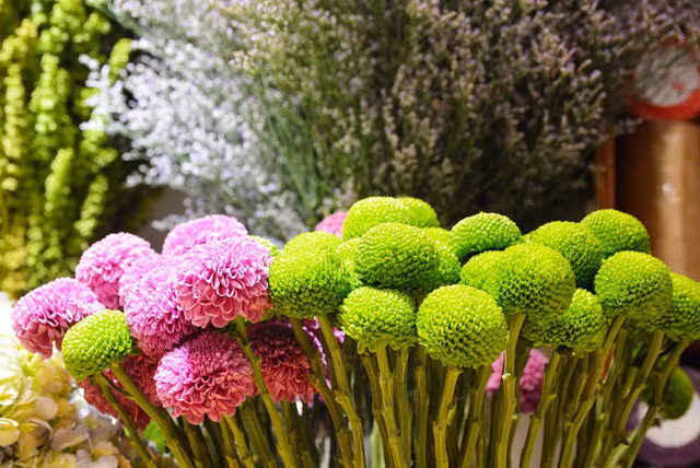 – Hoa cúc Ping Pong độc đáo.