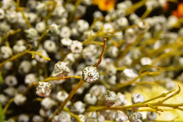 Hoa tràm Đài Loan nhìn mạnh mẽ và đầy sức sống.