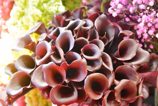 Hoa Rum có màu nâu độc đáo, loại hoa này có thể giữ tươi từ 3 – 5 ngày nếu được cắt gốc và rửa sạch phần nhớt bên dưới.