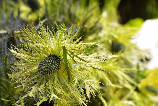 Đây là những bông hoa Sao “khủng” có đường kính bông khoảng hơn 10cm, loại thường chỉ khoảng 5 – 6cm