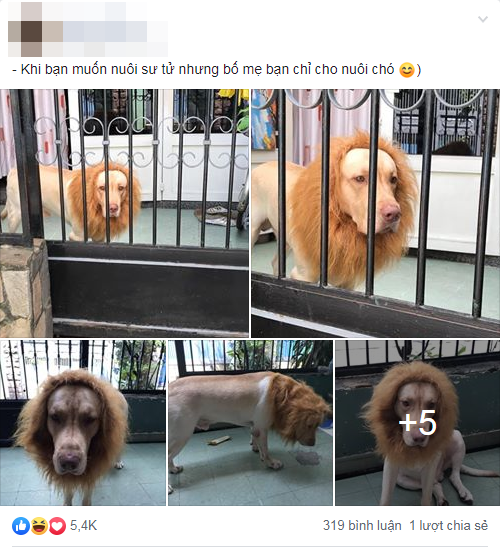 Là chó hay... sư tử đây? ảnh 1 Chia sẻ nhận được hàng nghìn lượt thích.