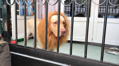 Là chó hay... sư tử đây? ảnh 3 Chú chó sống trong hình hài của Chúa sơn lâm.