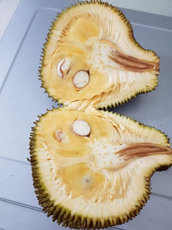 Than thở cây mít chỉ ra quả tí hon sau 4 năm chăm bẵm, ai ngờ bổ ra ai cũng xuýt xoa ảnh 4 Than thở cây mít chỉ ra quả tí hon sau 4 năm chăm bẵm, ai ngờ bổ ra ai cũng xuýt xoa ảnh 4