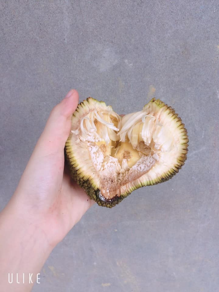 Than thở cây mít chỉ ra quả tí hon sau 4 năm chăm bẵm, ai ngờ bổ ra ai cũng xuýt xoa ảnh 7 Than thở cây mít chỉ ra quả tí hon sau 4 năm chăm bẵm, ai ngờ bổ ra ai cũng xuýt xoa ảnh 7