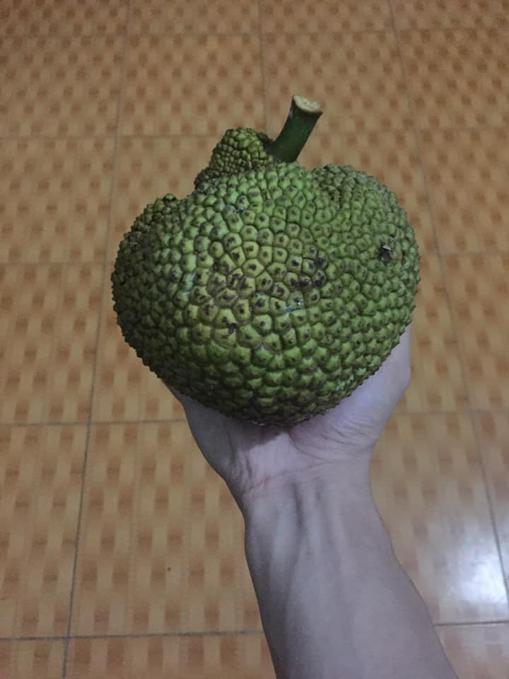 Than thở cây mít chỉ ra quả tí hon sau 4 năm chăm bẵm, ai ngờ bổ ra ai cũng xuýt xoa ảnh 10 Than thở cây mít chỉ ra quả tí hon sau 4 năm chăm bẵm, ai ngờ bổ ra ai cũng xuýt xoa ảnh 10