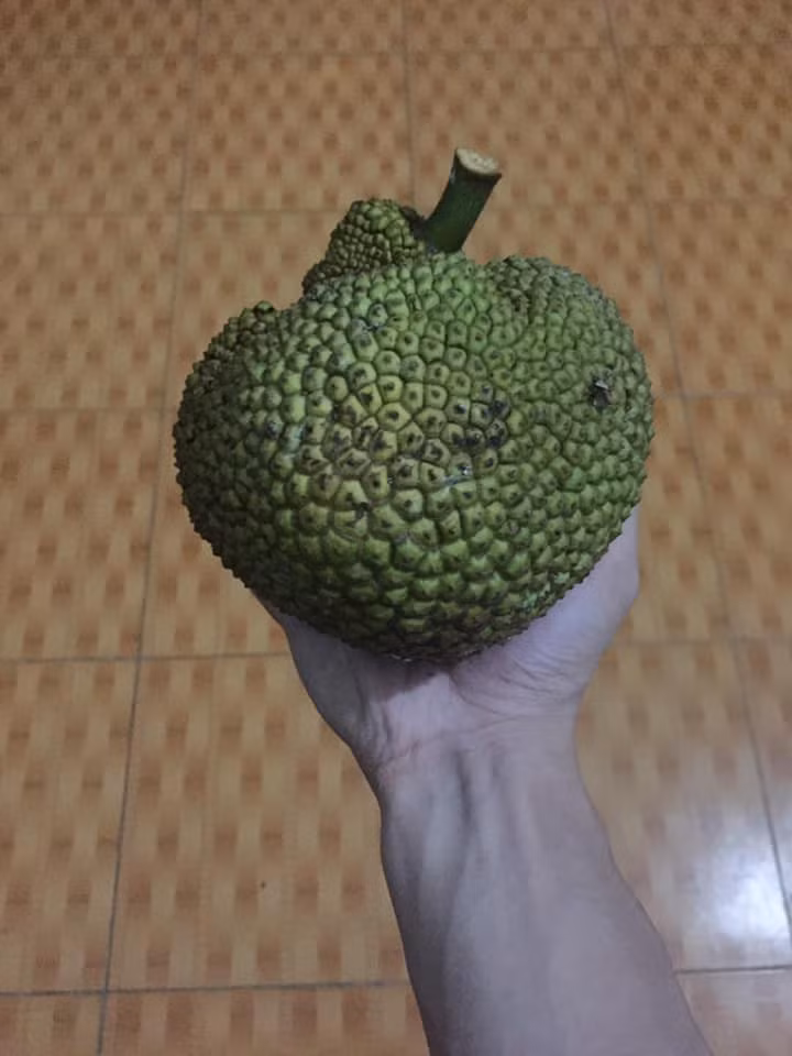 Than thở cây mít chỉ ra quả tí hon sau 4 năm chăm bẵm, ai ngờ bổ ra ai cũng xuýt xoa ảnh 10 Than thở cây mít chỉ ra quả tí hon sau 4 năm chăm bẵm, ai ngờ bổ ra ai cũng xuýt xoa ảnh 10