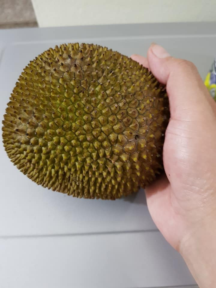 Than thở cây mít chỉ ra quả tí hon sau 4 năm chăm bẵm, ai ngờ bổ ra ai cũng xuýt xoa ảnh 3 Than thở cây mít chỉ ra quả tí hon sau 4 năm chăm bẵm, ai ngờ bổ ra ai cũng xuýt xoa ảnh 3