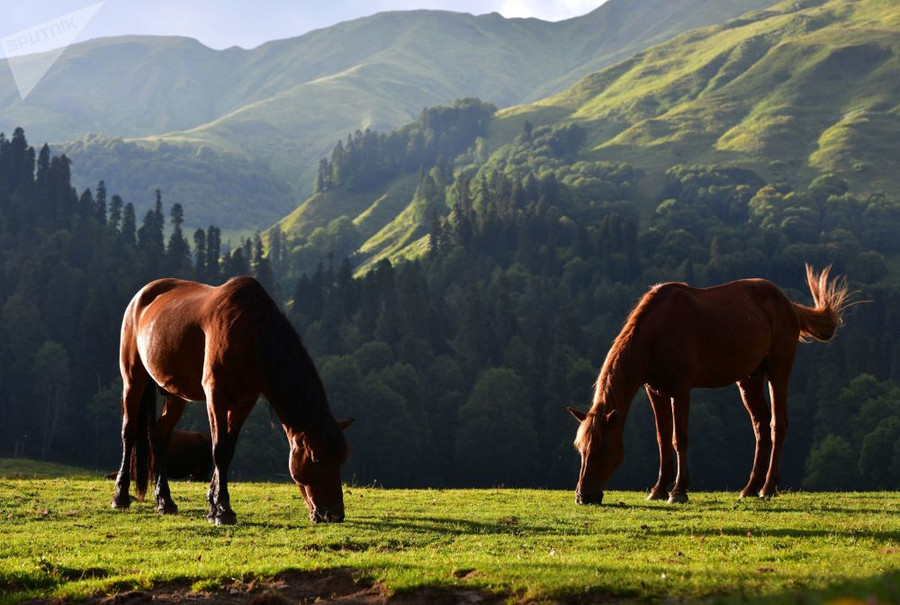 Chiêm ngưỡng thiên nhiên kỳ vĩ trong Vườn quốc gia Rista ở Abkhazia Chiêm ngưỡng thiên nhiên kỳ vĩ trong Vườn quốc gia Rista ở Abkhazia