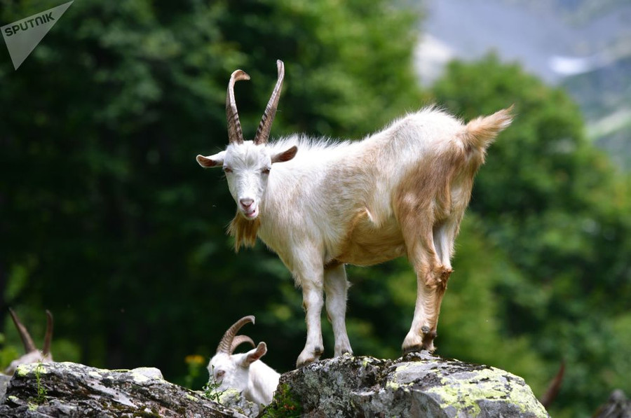 Chiêm ngưỡng thiên nhiên kỳ vĩ trong Vườn quốc gia Rista ở Abkhazia Chiêm ngưỡng thiên nhiên kỳ vĩ trong Vườn quốc gia Rista ở Abkhazia