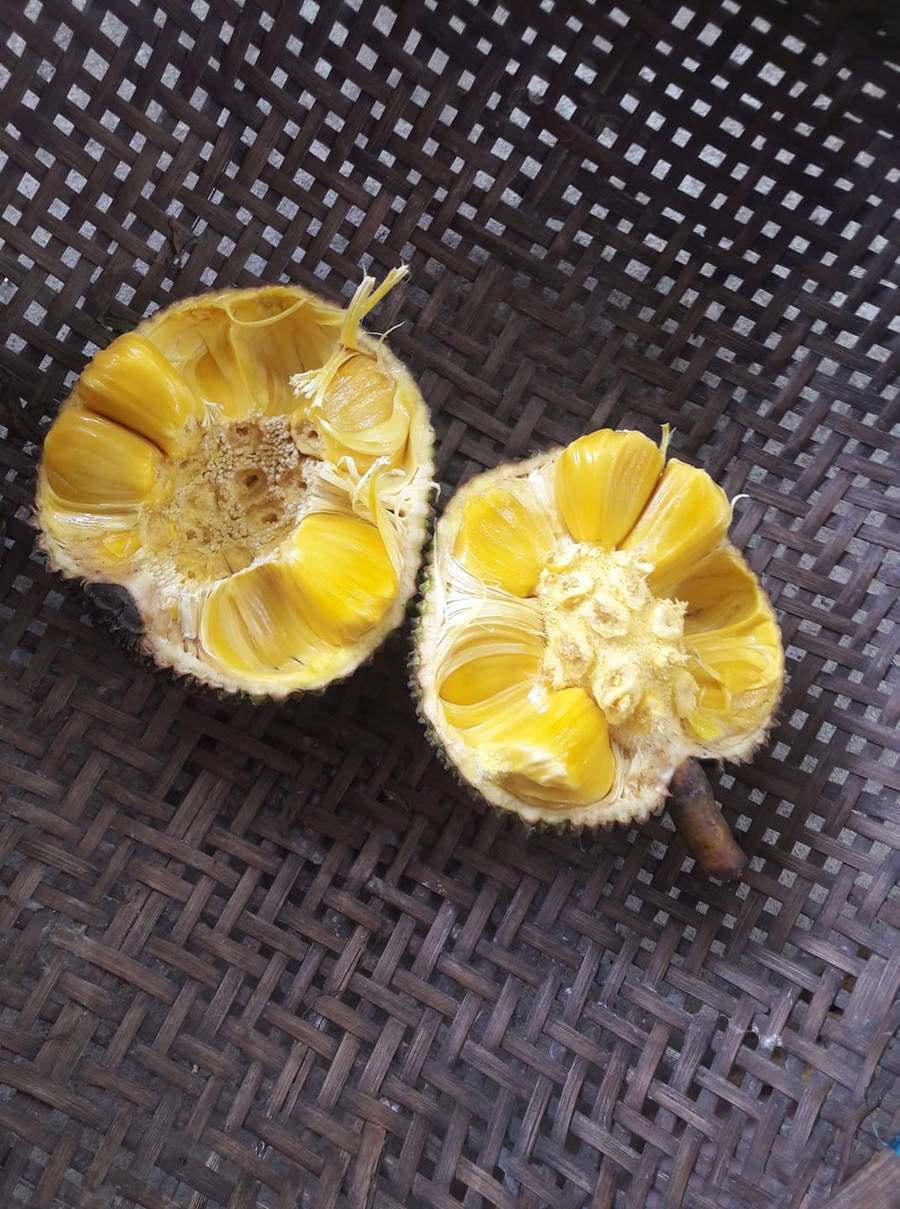 Than thở cây mít chỉ ra quả tí hon sau 4 năm chăm bẵm, ai ngờ bổ ra ai cũng xuýt xoa ảnh 8 Than thở cây mít chỉ ra quả tí hon sau 4 năm chăm bẵm, ai ngờ bổ ra ai cũng xuýt xoa ảnh 8