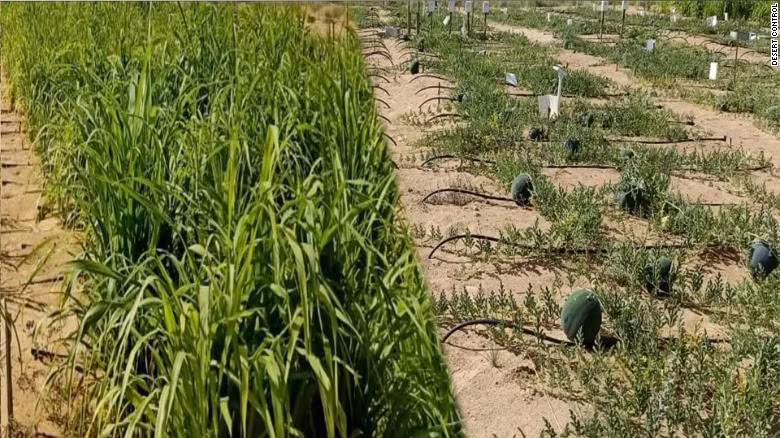 Desert Control và ICBA đã trồng dưa hấu bí xanh và kê ngọc trai sau khi đất sa mạc được cải tạo.