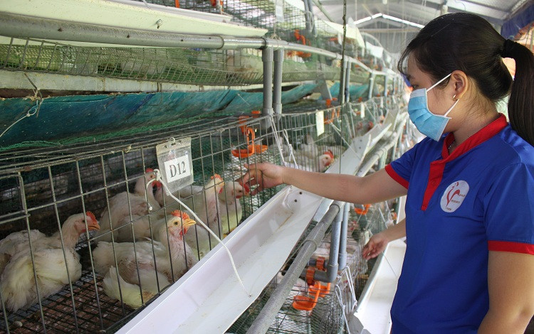 Sinh viên thực tập ở trại gà nuôi bằng thảo dược TUNG-3-4045-1559559735.jpg
