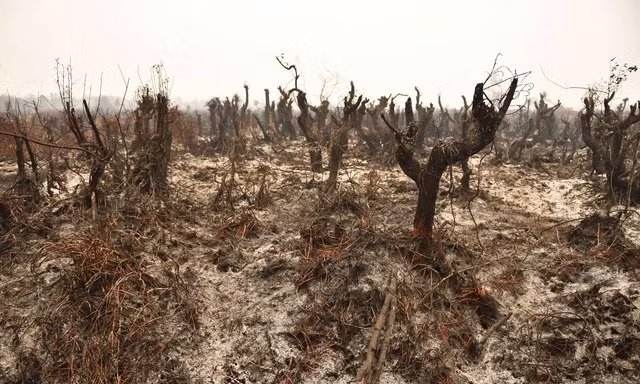 Hậu quả từ việc tự đốt lá phổi của nhân loại