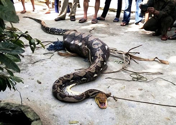 Con trăn dài hơn 5 mét bị người dân khống chế đưa về mổ bụng. Ảnh. Minh Minh.