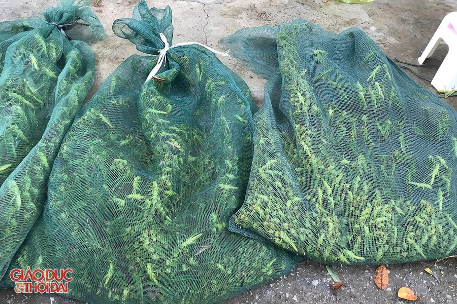 Theo người dân, cào cào xanh là món ăn giàu dinh dưỡng, tuy nhiên không phải ai cũng ăn được. Theo người dân, cào cào xanh là món ăn giàu dinh dưỡng, tuy nhiên không phải ai cũng ăn được.