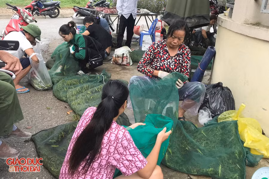 Cào cào được phân loại, chia vào những túi lưới lớn. Cào cào được phân loại, chia vào những túi lưới lớn.