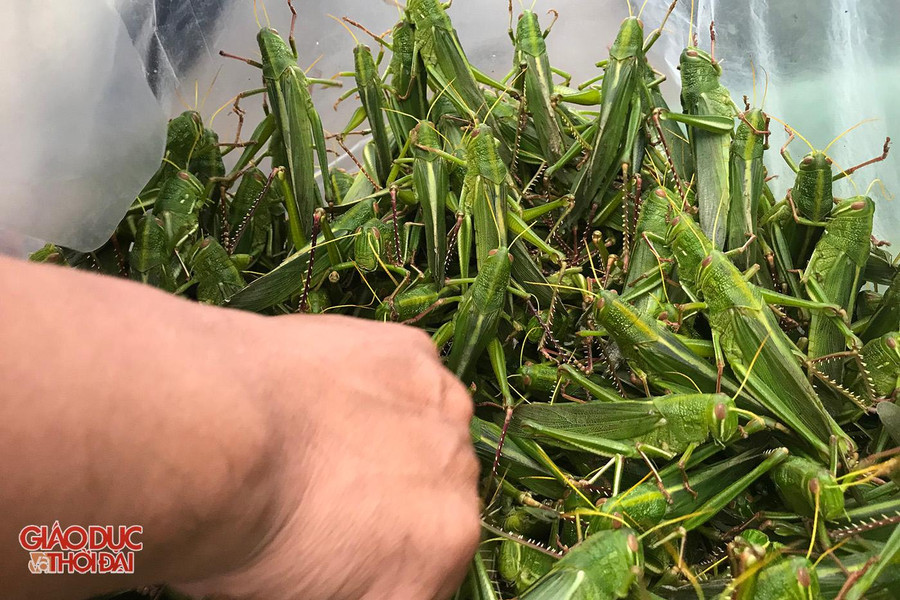 Loài côn trùng chuyên phá hoại mùa màng trở thành món ăn thượng hạng giúp người dân có thêm nguồn thu nhập. Loài côn trùng chuyên phá hoại mùa màng trở thành món ăn thượng hạng giúp người dân có thêm nguồn thu nhập.