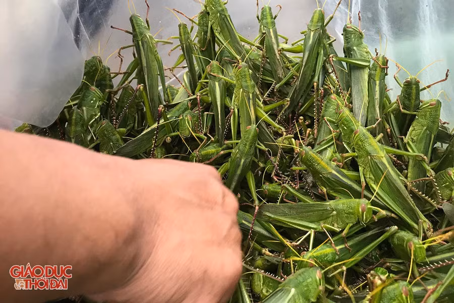 Loài côn trùng chuyên phá hoại mùa màng trở thành món ăn thượng hạng giúp người dân có thêm nguồn thu nhập. Loài côn trùng chuyên phá hoại mùa màng trở thành món ăn thượng hạng giúp người dân có thêm nguồn thu nhập.