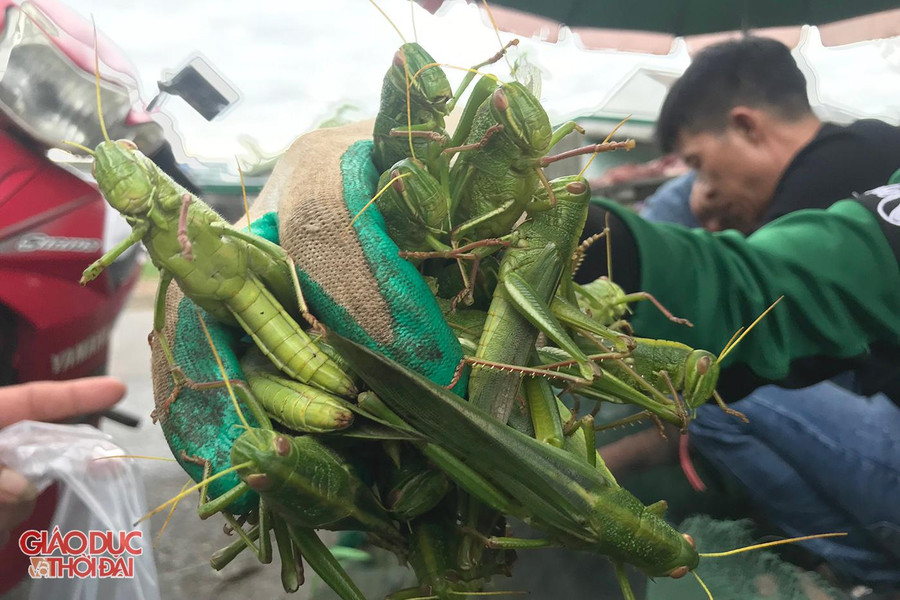 Cào cào xanh là món hàng đặc biệt được săn đón nhất tại đây. Cào cào xanh là món hàng đặc biệt được săn đón nhất tại đây.