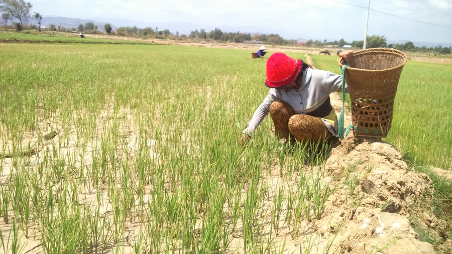 Gia Lai: Dân khát, cây trồng khô héo, thủy điện thiếu nước