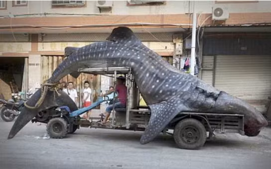 24 con cá khổng lồ 3