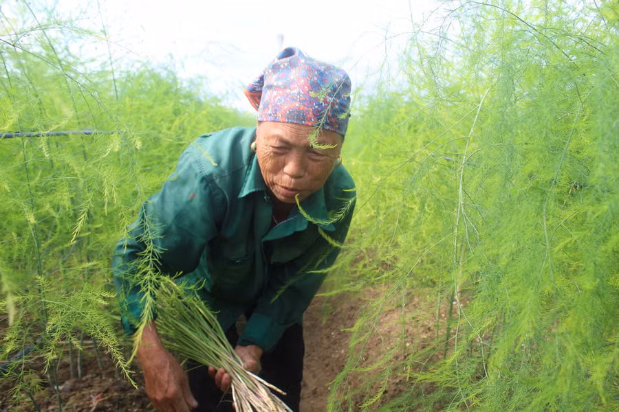 Lao động làm thuê tại ruộng măng của gia đình ông Thắng. (Ảnh: LT).