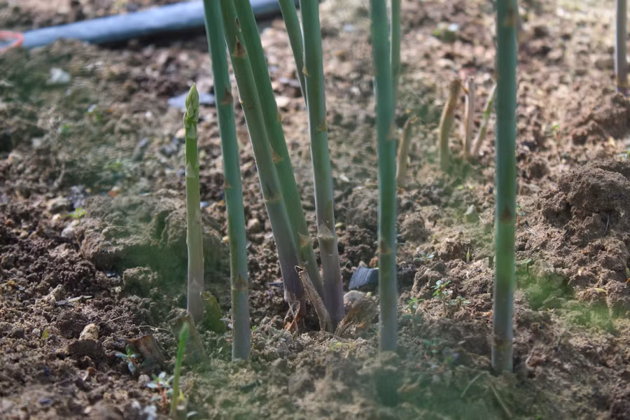 Măng tây xanh cao từ 25-30cm là thời điểm thu hoạch. (Ảnh: LT).