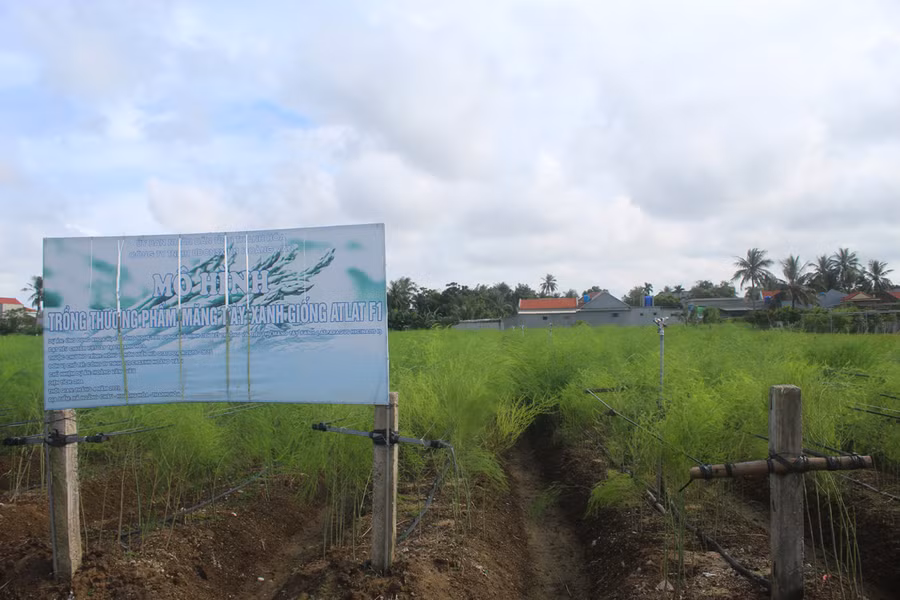 Diện tích trồng măng tây xanh của xã Hoằng Châu hiện khoảng 2,5ha. (Ảnh: LT).