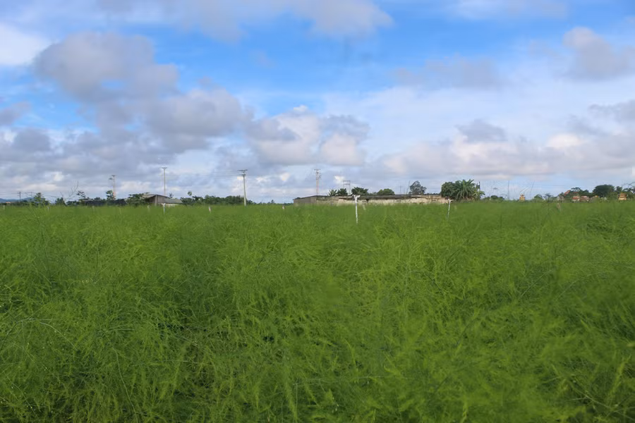 Cánh đồng măng tây xanh bạt ngàn tại xã Hoằng Châu (Hoằng Hóa, Thanh Hóa). (Ảnh: LT).