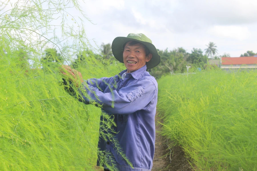 Ông Nguyễn Trọng Thắng (xã Hoằng Châu) bên ruộng măng tây xanh của gia đình. (Ảnh: LT).