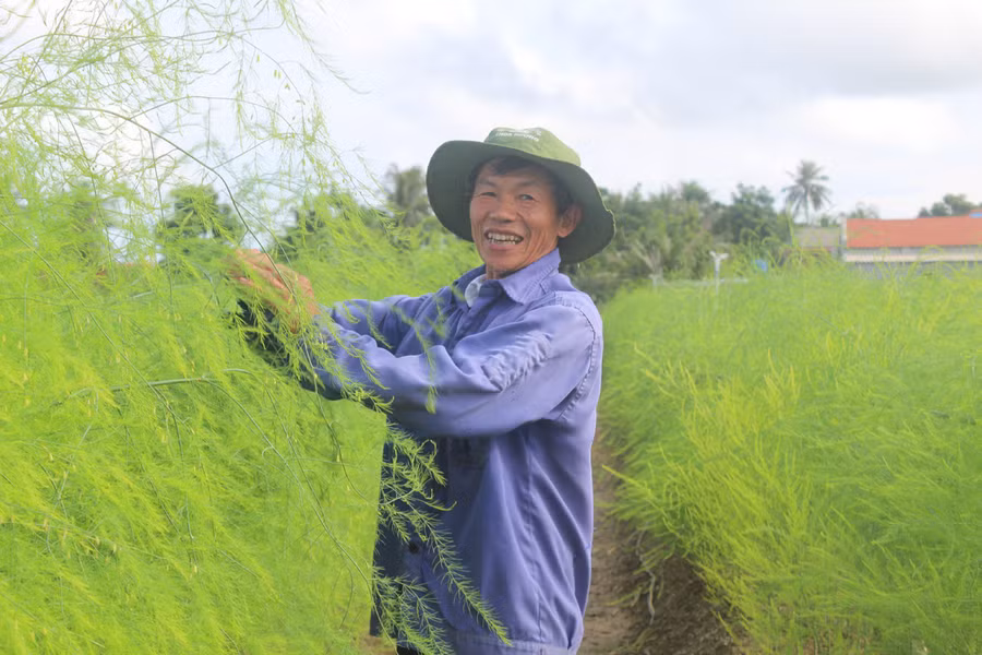 Ông Nguyễn Trọng Thắng (xã Hoằng Châu) bên ruộng măng tây xanh của gia đình. (Ảnh: LT).