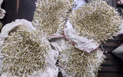 lam-gia-do-khong-can-tuoi-nuoc-2