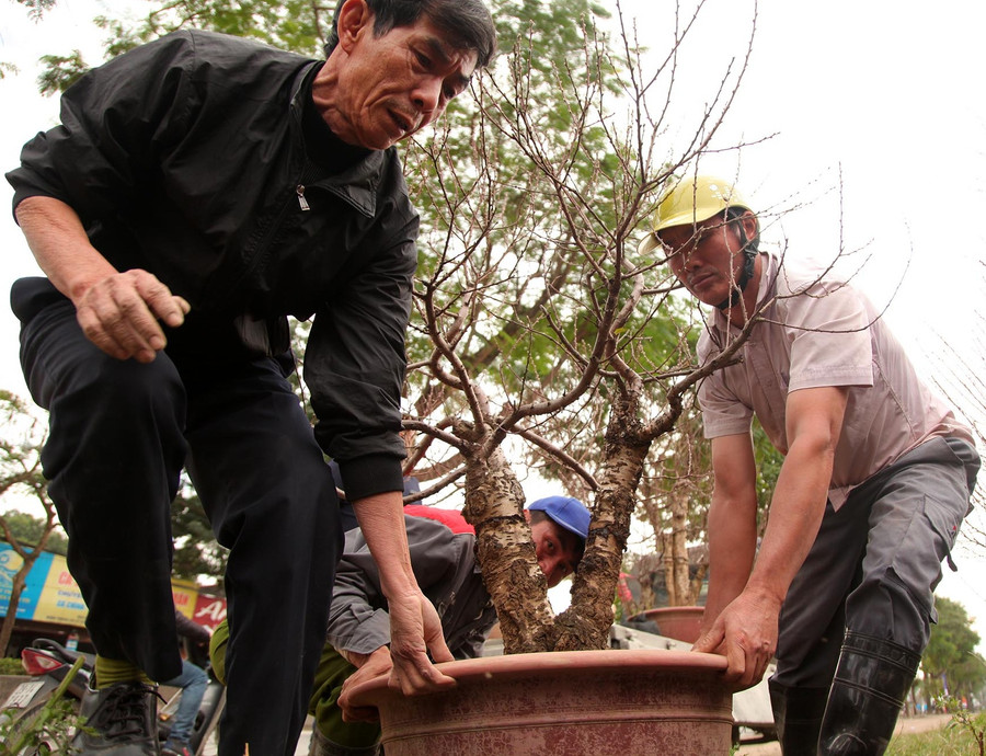 Tất bật cho những công đoạn chăm sóc cuối cùng. Ảnh VNN Tất bật cho những công đoạn chăm sóc cuối cùng. Ảnh VNN