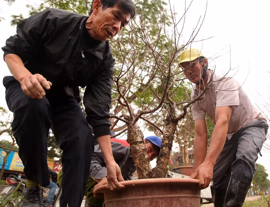 Tất bật cho những công đoạn chăm sóc cuối cùng. Ảnh VNN