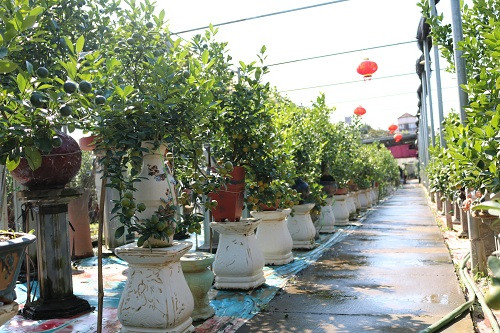 Sau vài hôm được "tắm nắng" quả quất sẽ chín vàng Sau vài hôm được "tắm nắng" quả quất sẽ chín vàng