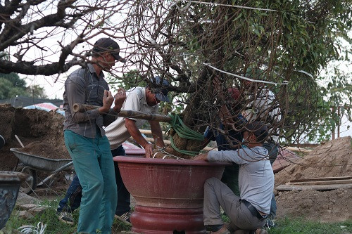 Những gốc đào to cần tới 5 người khiêng có giá hàng chục triệu Những gốc đào to cần tới 5 người khiêng có giá hàng chục triệu