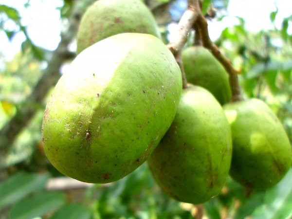 Loại quả mùa hè giá rẻ như bèo là thần dược sức khỏe hình ảnh 1 loai qua mua he gia re nhu beo la than duoc suc khoe hinh anh 1