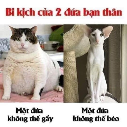 Bi kịch của hai đứa bạn thân