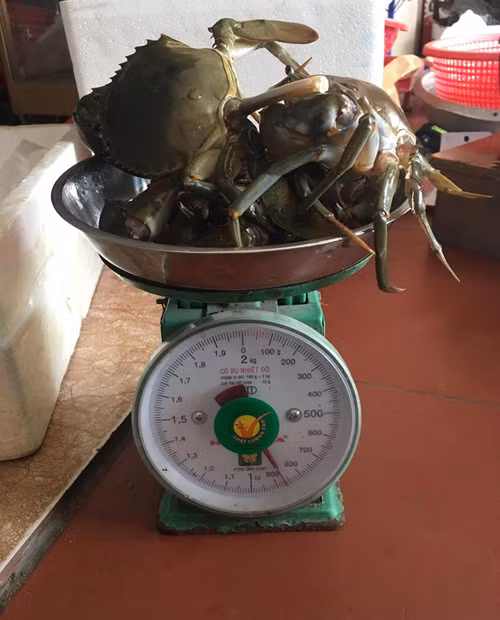 Trọng lượng thật của cua chỉ còn 850g.
