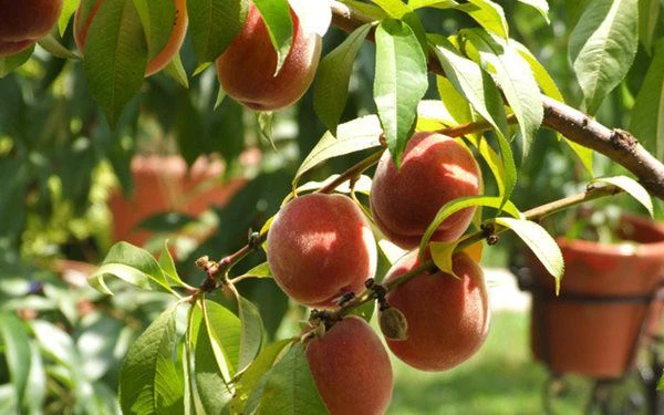 Mẹ trẻ đem hạt đào ươm vội ra vườn, ai ngờ đậu quả ra trĩu trịt, cả nhà thích mê