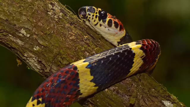 Sinh vật đã tuyệt chủng bất ngờ xuất hiện ở “thành phố của Thần Khỉ” tại Honduras - Ảnh 2.