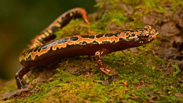 Sinh vật đã tuyệt chủng bất ngờ xuất hiện ở “thành phố của Thần Khỉ” tại Honduras - Ảnh 5.