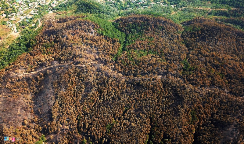 Sau 3 ngày, rừng thông ở núi Hồng chỉ còn một vài điểm bén lửa ở gốc cây bốc khói lên