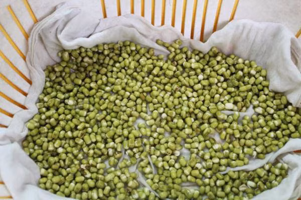 Cách làm giá đỗ mập ú, ăn đã đời với 1 chiếc khăn, 1 lạng đậu và 3 ngày ủ ảnh 2