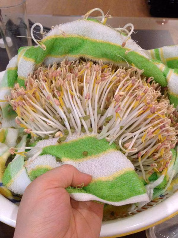 Cách làm giá đỗ mập ú, ăn đã đời với 1 chiếc khăn, 1 lạng đậu và 3 ngày ủ ảnh 5