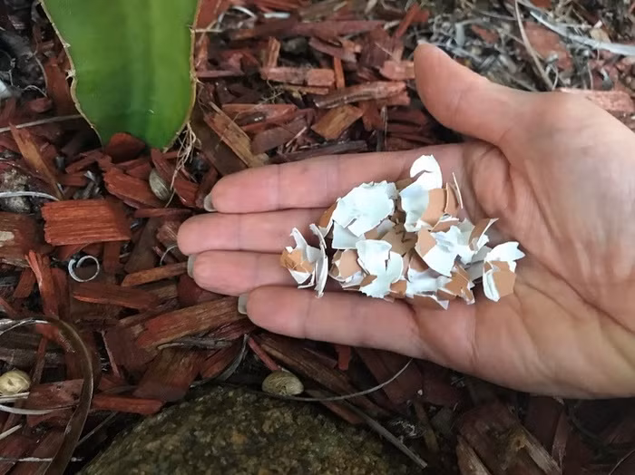 Mẹ chồng khó tính đến mấy cũng phải ngả mũ thán phục vì tài dùng đồ độc lạ nhưng hiệu quả của cô con dâu 