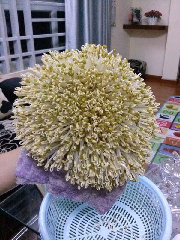 Cách làm giá đỗ mập ú, ăn đã đời với 1 chiếc khăn, 1 lạng đậu và 3 ngày ủ ảnh 4