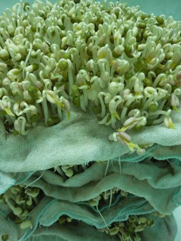 Cách làm giá đỗ mập ú, ăn đã đời với 1 chiếc khăn, 1 lạng đậu và 3 ngày ủ ảnh 3